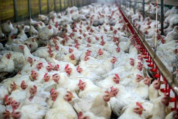 國外工廠化農業：歷史、影響和可持續解決方案